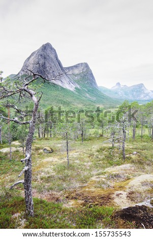 Norwegian tundra and mountains landscape in summer