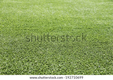 Green fresh cut grass background close up photo