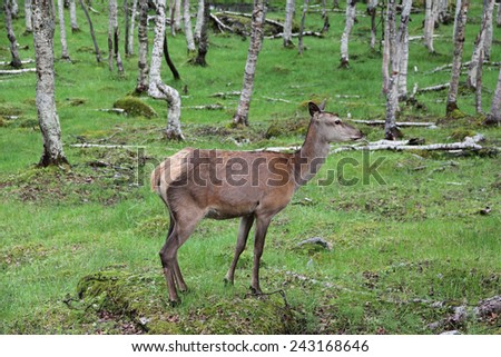 Large whitetail deer buck in the woods of Norway