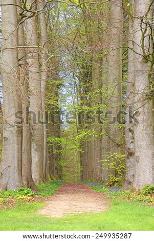 Old tree alley in spring with footpath close-up
