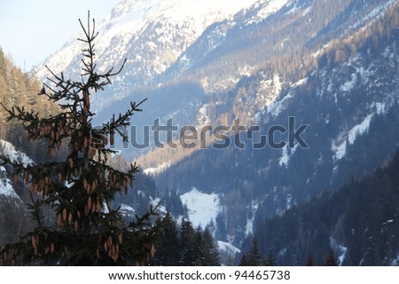 Beautiful fir-tree with fir-cones in winter mountains