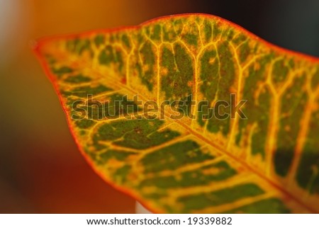 yellow leaf structure