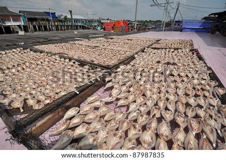 drying salty fishes in the fishing village