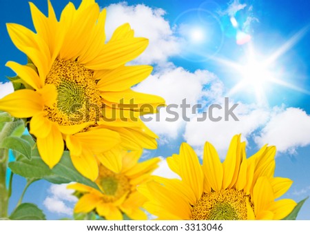 Similar – Image, Stock Photo small sunflower Summer