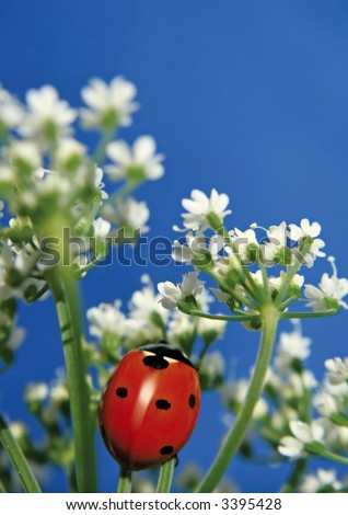 Little sweet ladybug. More pictures of this cute beetle in my portfolio.