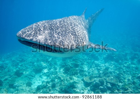 Whale Shark in the Maldives