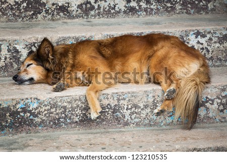 beautiful dog sleeping on the stairs