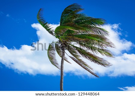 palm tree in a strong wind