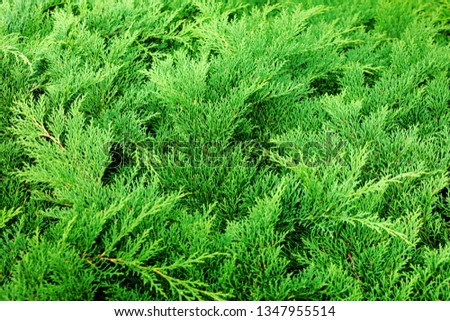 Green Conifer