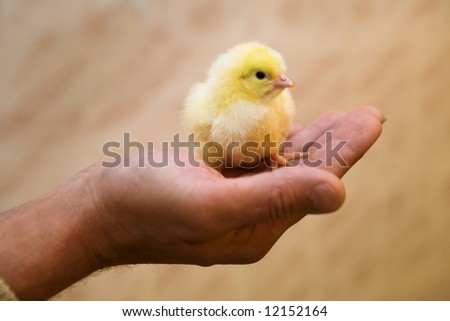 Yellow small chicken on a palm of a hand