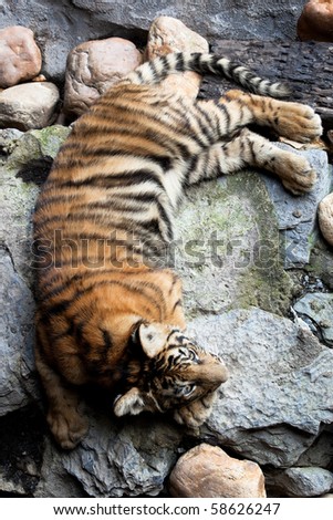 beautiful little tiger lying on the rocks