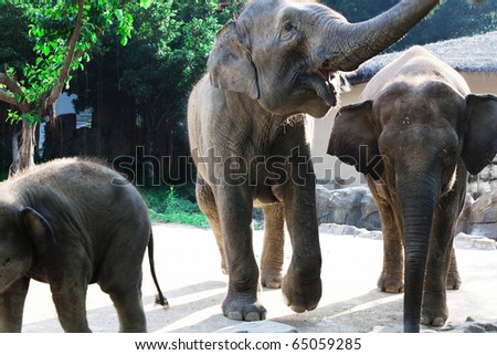 Three elephants walk on a sunny day