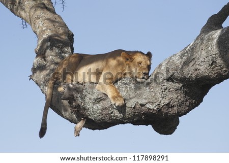 Lion sleep on tree