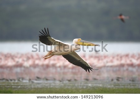 White pelican in fly