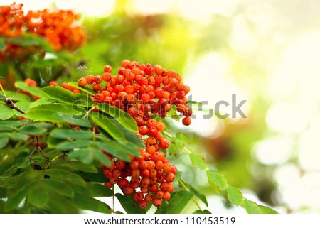 Rowan berries of an European mountain ash or Sorbus aucuparia in latin