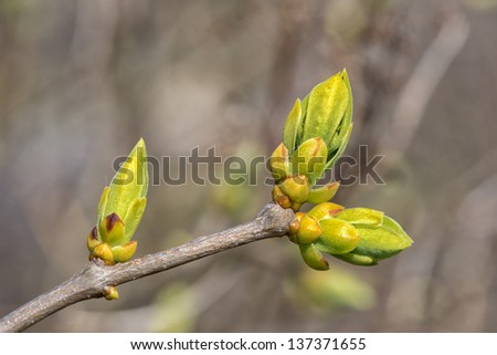 The sun is shining and the buds are blooming during spring