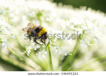 Closeup of black and yellow bumblebee on cow parsley