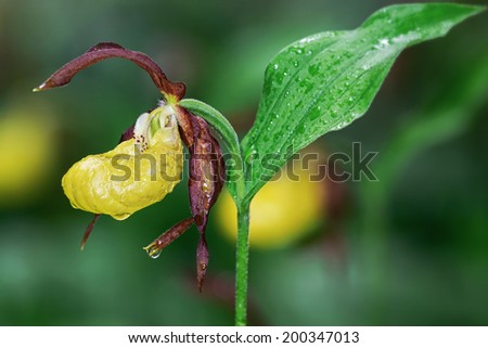 Closeup of Lady\'s Slipper orchid from the side in early summer (Cypripedium calceolus), Sweden