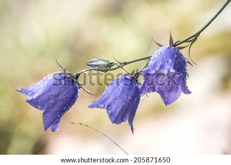Bluebell flower (Campanula persicifolia) wet in the morning after a nights rain, detailed closeup of this fragile bellfllower