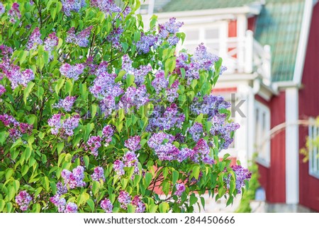 Flowering spring lilac (syringa) bush with red house, Sweden
