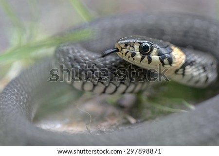 Grass snake or Natrix natrix curled up with tongue out close up. Sweden