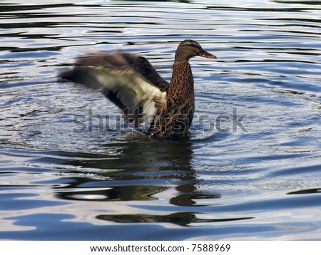 A female mallard duck with flapping wings on the lake