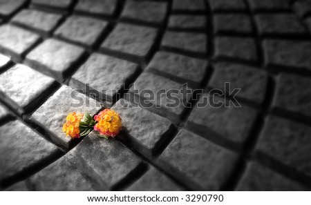 a pair of flowers growing on a cobble stone sidewalk