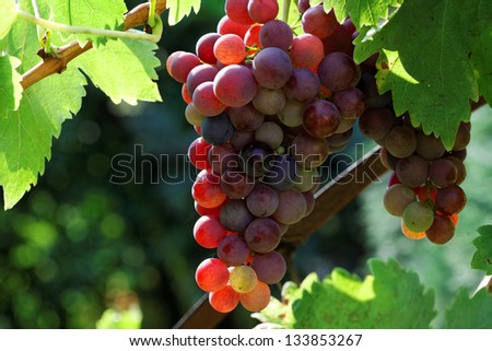 Red grapes on the vine.