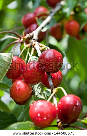 Cherry tree with ripe cherries