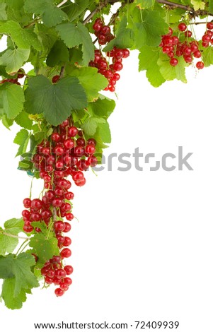 Similar – Image, Stock Photo Ripe red currants hang on the bush