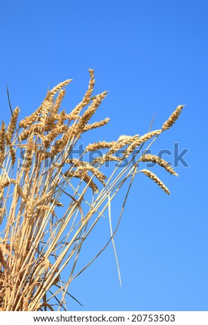Wheat stems against a blue sky.