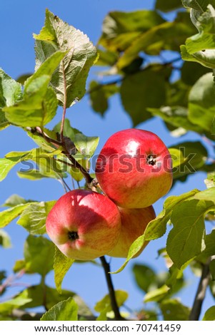 Ripe apples against blue sky in the garden.