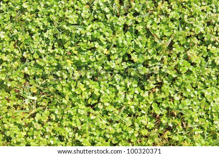 Close-up of green grass/weeds in a lawn agriculture/ gardening concept