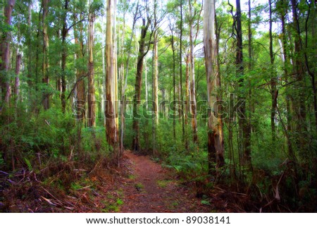 Bush walking track in country victoria australia amongst the beautiful australian native gum trees