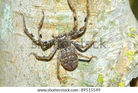 Close-up of a huntsman spider sitting on a tree trunk