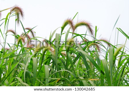 Foxtail barley grass