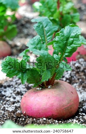 Organic radishes growing on the vegetable bed