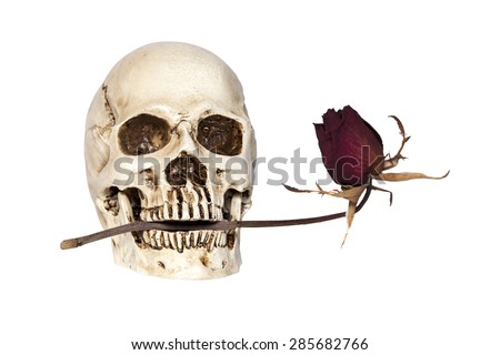 Human skull with dry rose in mouth