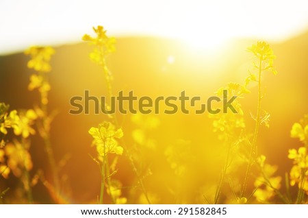 the natural floral background, yellow wildflowers