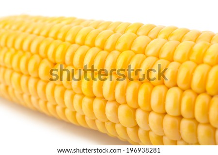 Fresh raw corn cobs isolated on the white background close-up