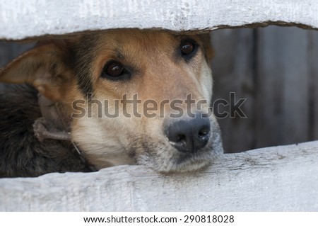 A poor dog behind the fence