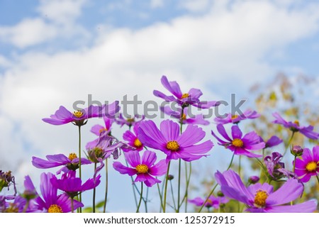 The Cosmos Flower and sky