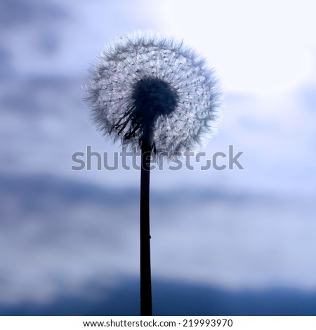 Dramatic blue tone Autumn image of a dandelion wild flower after flowering displaying blow ball seed head. Close up detail of delicate, light seeds and stem with evening sunset sky in the background
