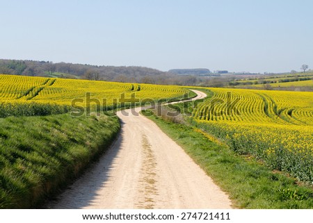 Meandering foot path dirt track winding through farmland, fields of bright yellow rape seed oil crops in English countryside. Concepts looking forward, twists and turns, long road ahead, direction