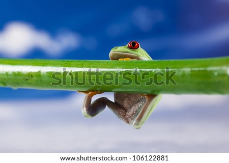 Frog, small animal red eyed