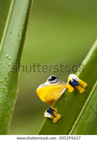 Exotic frog in indonesia