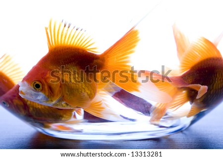 Goldfish & Wish