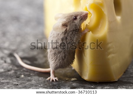 Cheese and mouse