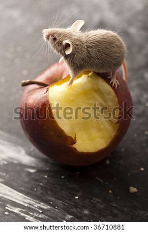 Apple and mouse