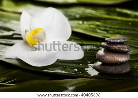 Zen,Orchids and leaf